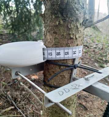 Dendrometer measuring on a young spruce